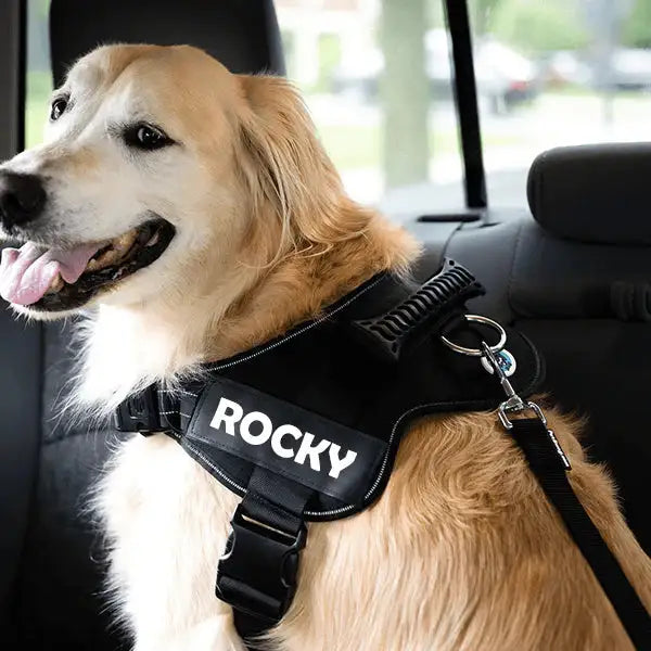 Dog Safety Seat Belt